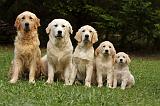 GOLDEN RETRIEVER 884